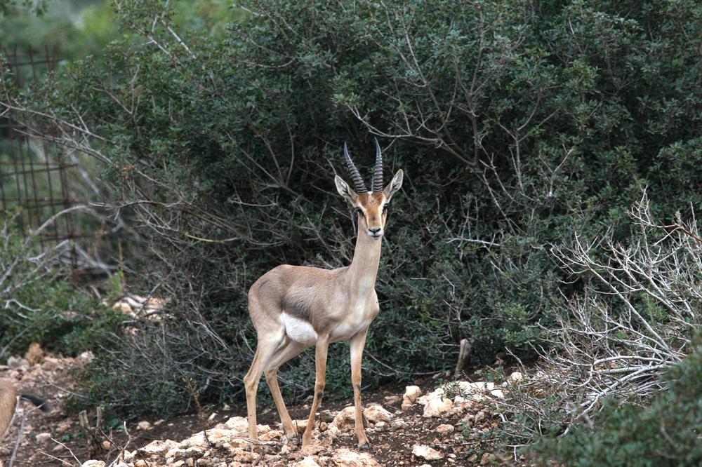 אוהבים טבע? אל תחגגו עליו - רשות הטבע והגנים